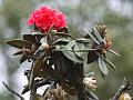 Nilgiri Rhododendron